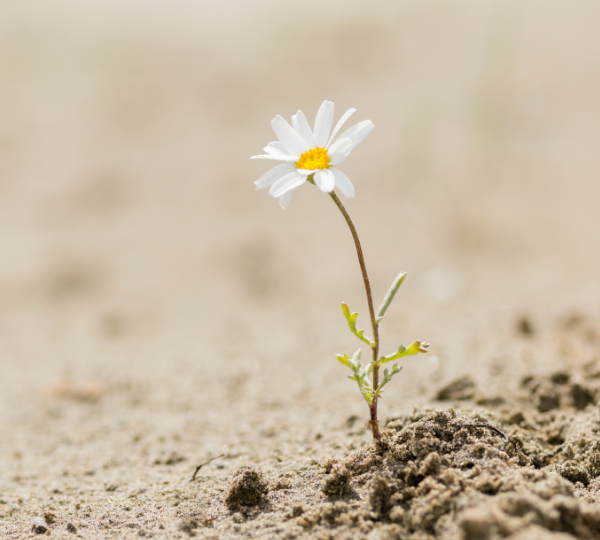 Design senza titolo (3)