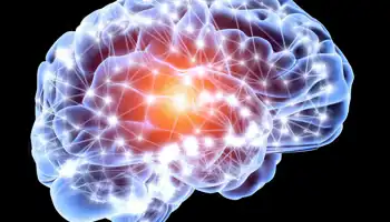 Immagine al computer di un cervello vista di profilo